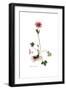 Anemone hortensis, Flora Graeca-Ferdinand Bauer-Framed Giclee Print