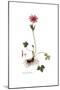 Anemone hortensis, Flora Graeca-Ferdinand Bauer-Mounted Giclee Print