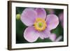 Anemone I-Erin Berzel-Framed Photographic Print