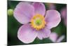 Anemone I-Erin Berzel-Mounted Photographic Print