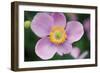 Anemone I-Erin Berzel-Framed Photographic Print