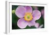 Anemone I-Erin Berzel-Framed Photographic Print