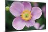 Anemone I-Erin Berzel-Mounted Photographic Print