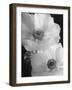 Anemone II-Sondra Wampler-Framed Art Print