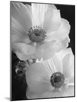 Anemone II-Sondra Wampler-Mounted Art Print