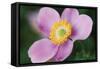 Anemone II-Erin Berzel-Framed Stretched Canvas