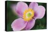 Anemone II-Erin Berzel-Stretched Canvas