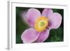 Anemone II-Erin Berzel-Framed Photographic Print