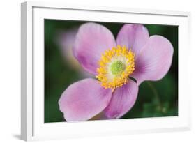 Anemone II-Erin Berzel-Framed Photographic Print