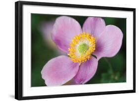 Anemone II-Erin Berzel-Framed Photographic Print