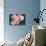 Anemone II-Erin Berzel-Mounted Photographic Print displayed on a wall