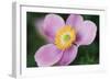 Anemone II-Erin Berzel-Framed Photographic Print