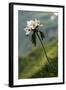 Anemone in Flower, Mount Cheget, Caucasus, Russia, June 2008-Schandy-Framed Premium Photographic Print