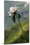 Anemone in Flower, Mount Cheget, Caucasus, Russia, June 2008-Schandy-Mounted Premium Photographic Print