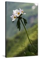 Anemone in Flower, Mount Cheget, Caucasus, Russia, June 2008-Schandy-Stretched Canvas