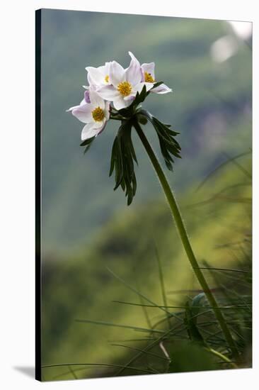 Anemone in Flower, Mount Cheget, Caucasus, Russia, June 2008-Schandy-Stretched Canvas