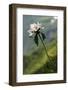 Anemone in Flower, Mount Cheget, Caucasus, Russia, June 2008-Schandy-Framed Photographic Print