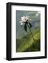 Anemone in Flower, Mount Cheget, Caucasus, Russia, June 2008-Schandy-Framed Photographic Print