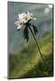 Anemone in Flower, Mount Cheget, Caucasus, Russia, June 2008-Schandy-Mounted Photographic Print