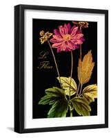 Anemone Japonica-Mindy Sommers-Framed Giclee Print