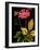 Anemone Japonica-Mindy Sommers-Framed Giclee Print