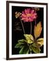 Anemone Japonica-Mindy Sommers-Framed Giclee Print