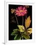 Anemone Japonica-Mindy Sommers-Framed Giclee Print