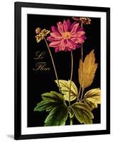 Anemone Japonica-Mindy Sommers-Framed Giclee Print