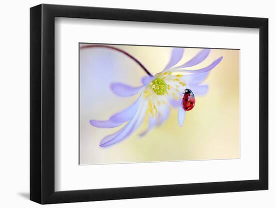 Anemone Lady-null-Framed Art Print