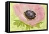 Anemone Pink and Lime-Cora Niele-Framed Stretched Canvas