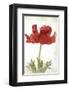 Anemone Red-null-Framed Art Print