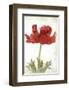 Anemone Red-null-Framed Art Print
