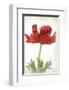 Anemone Red-null-Framed Art Print