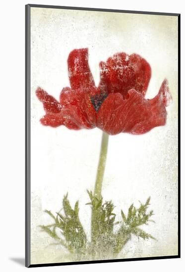 Anemone Red-null-Mounted Art Print