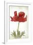 Anemone Red-null-Framed Art Print