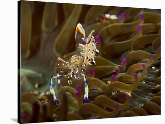 Anemone shrimp Pak Lap Tsai, Sai Kung East Country Park, Hong Kong, China.-Magnus Lundgren / Wild Wonders of China-Stretched Canvas