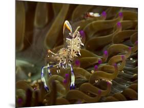 Anemone shrimp Pak Lap Tsai, Sai Kung East Country Park, Hong Kong, China.-Magnus Lundgren / Wild Wonders of China-Mounted Photographic Print