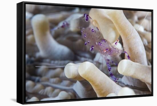 Anemone Shrimp (Periclimenes Holthuisi) in the Tentacles of its Host Anemome, Queensland, Australia-Louise Murray-Framed Stretched Canvas