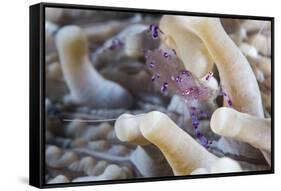 Anemone Shrimp (Periclimenes Holthuisi) in the Tentacles of its Host Anemome, Queensland, Australia-Louise Murray-Framed Stretched Canvas