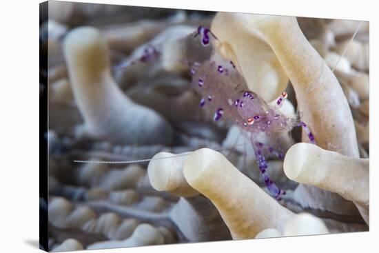 Anemone Shrimp (Periclimenes Holthuisi) in the Tentacles of its Host Anemome, Queensland, Australia-Louise Murray-Stretched Canvas