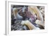 Anemone Shrimp (Periclimenes Holthuisi) in the Tentacles of its Host Anemome, Queensland, Australia-Louise Murray-Framed Photographic Print