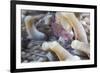 Anemone Shrimp (Periclimenes Holthuisi) in the Tentacles of its Host Anemome, Queensland, Australia-Louise Murray-Framed Photographic Print