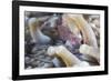 Anemone Shrimp (Periclimenes Holthuisi) in the Tentacles of its Host Anemome, Queensland, Australia-Louise Murray-Framed Photographic Print