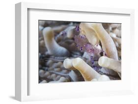 Anemone Shrimp (Periclimenes Holthuisi) in the Tentacles of its Host Anemome, Queensland, Australia-Louise Murray-Framed Photographic Print