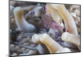 Anemone Shrimp (Periclimenes Holthuisi) in the Tentacles of its Host Anemome, Queensland, Australia-Louise Murray-Mounted Photographic Print