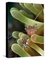 Anemone Shrimp (Periclimenes Holtuisi), Philippines, Southeast Asia, Asia-Lisa Collins-Stretched Canvas