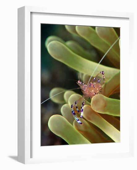 Anemone Shrimp (Periclimenes Holtuisi), Philippines, Southeast Asia, Asia-Lisa Collins-Framed Photographic Print