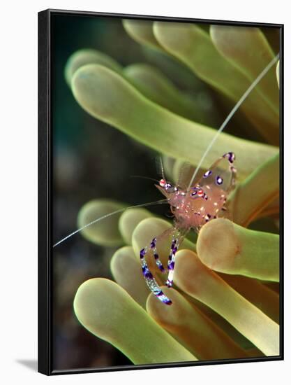 Anemone Shrimp (Periclimenes Holtuisi), Philippines, Southeast Asia, Asia-Lisa Collins-Framed Photographic Print