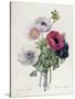 Anemone: Simple, from "Les Choix Des Plus Belles Fleurs"-Pierre-Joseph Redouté-Stretched Canvas