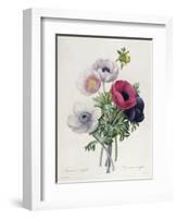 Anemone: Simple, from "Les Choix Des Plus Belles Fleurs"-Pierre-Joseph Redouté-Framed Giclee Print